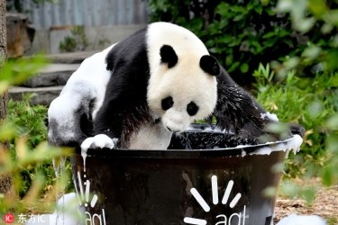 旅澳大熊猫沐浴洗澡 浑身泡沫萌死人