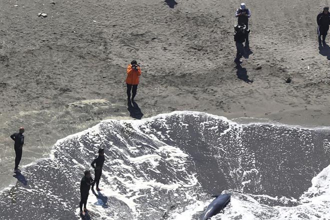 日本千叶一沙滩约30只海豚被发现搁浅 已有5只被确认死亡